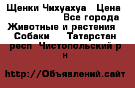 Щенки Чихуахуа › Цена ­ 12000-15000 - Все города Животные и растения » Собаки   . Татарстан респ.,Чистопольский р-н